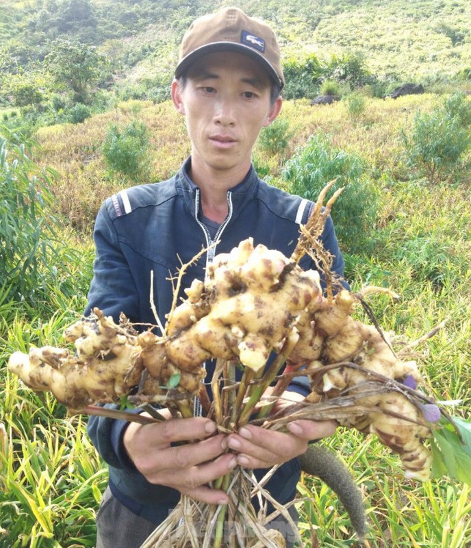 Loai cu giup nguoi Mong xoa ngheo mat gia, ban chang ai mua-Hinh-3