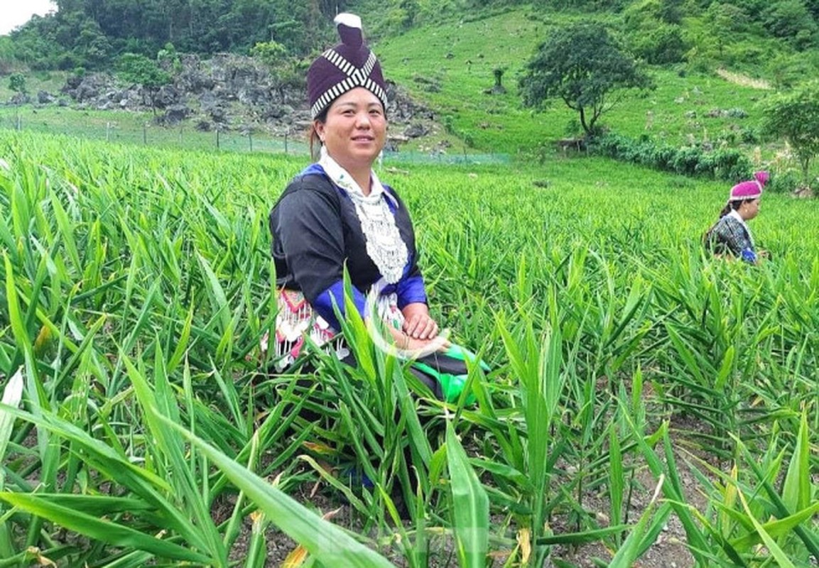 Loai cu giup nguoi Mong xoa ngheo mat gia, ban chang ai mua