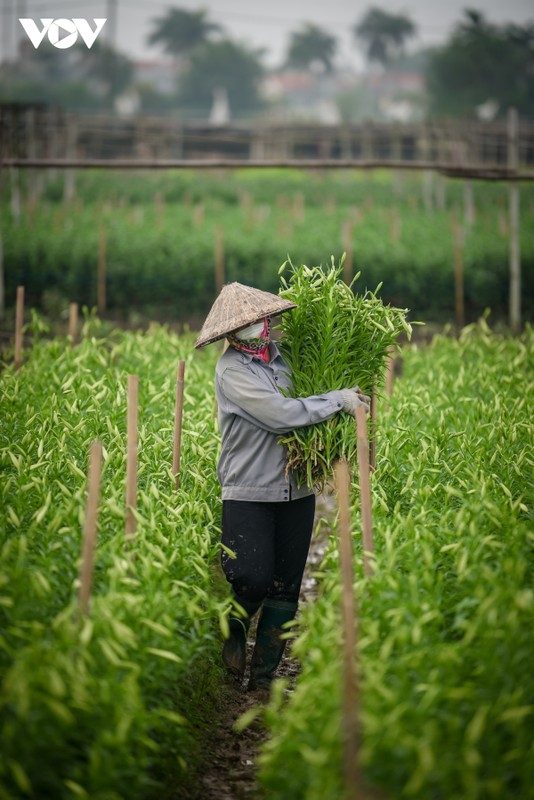 Nguoi dan Tay Tuu tat bat thu hoach hoa loa ken cuoi vu-Hinh-12