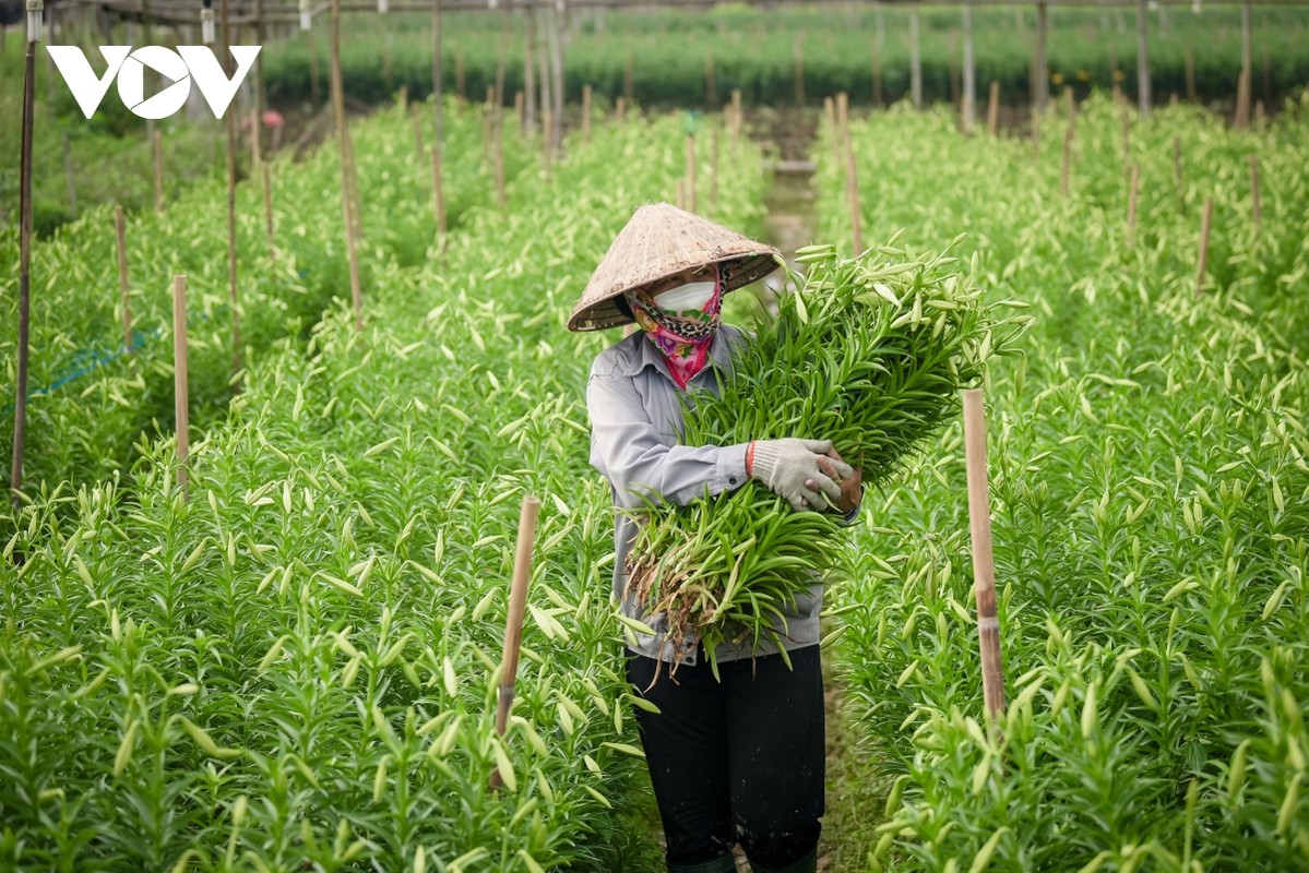 Nguoi dan Tay Tuu tat bat thu hoach hoa loa ken cuoi vu-Hinh-9