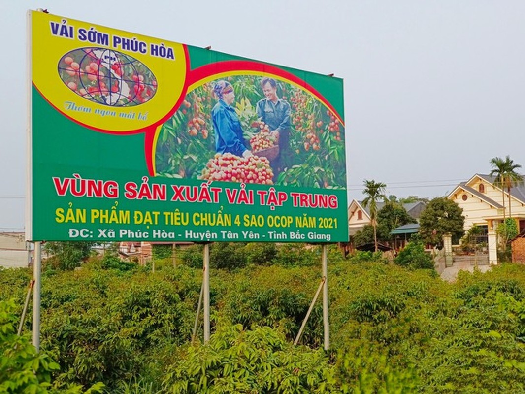 Vai thieu Bac Giang triu qua, hua hen vu mua boi thu-Hinh-2