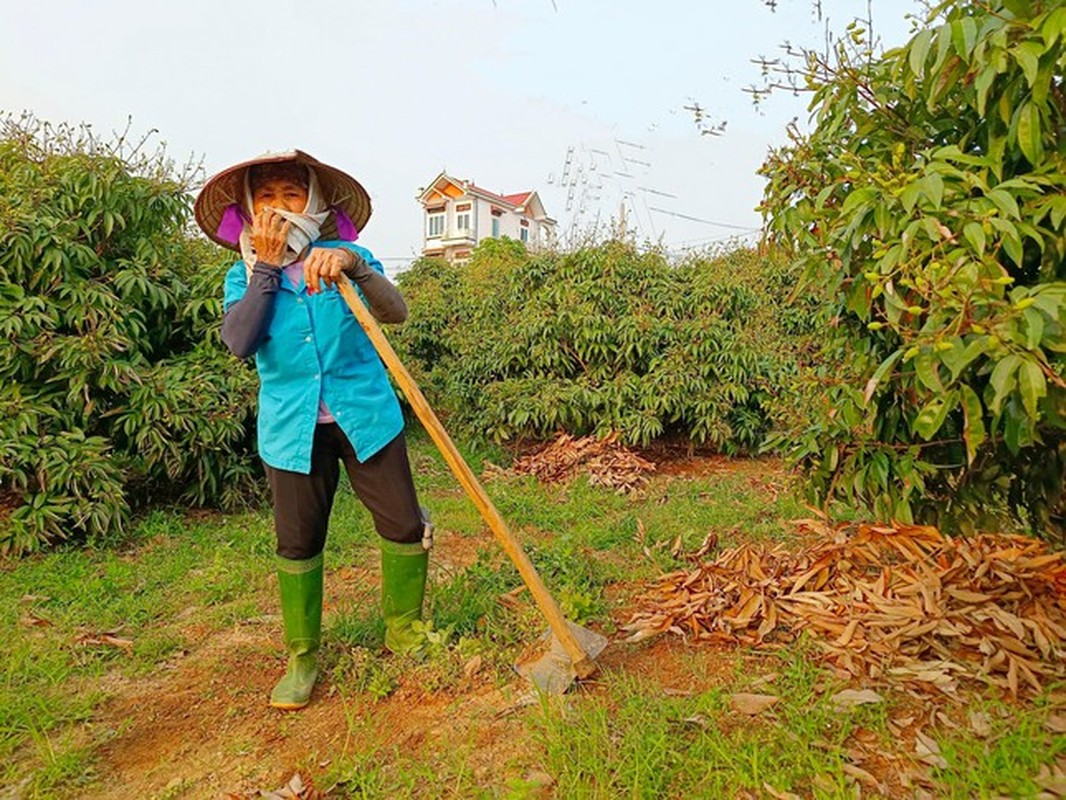 Vai thieu Bac Giang triu qua, hua hen vu mua boi thu-Hinh-6