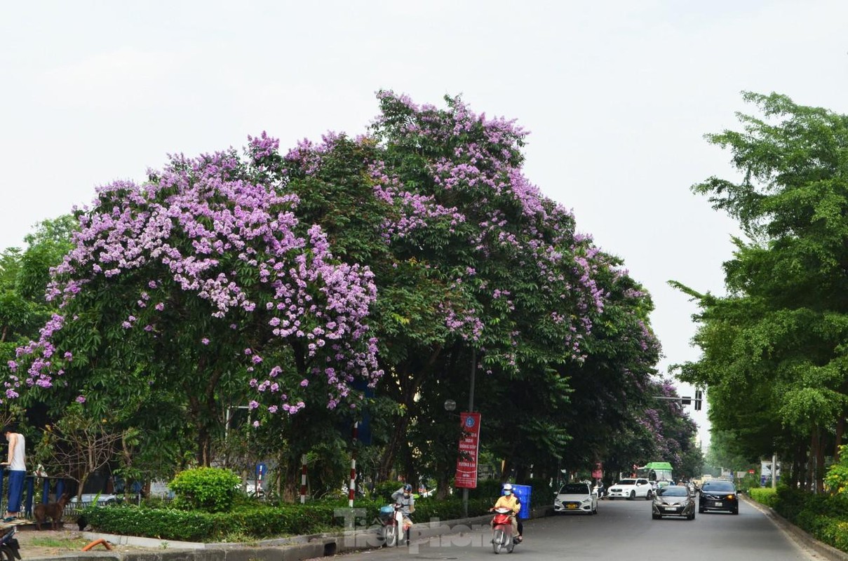 Hoa bang lang 'nhuom tim' duong pho Ha Noi