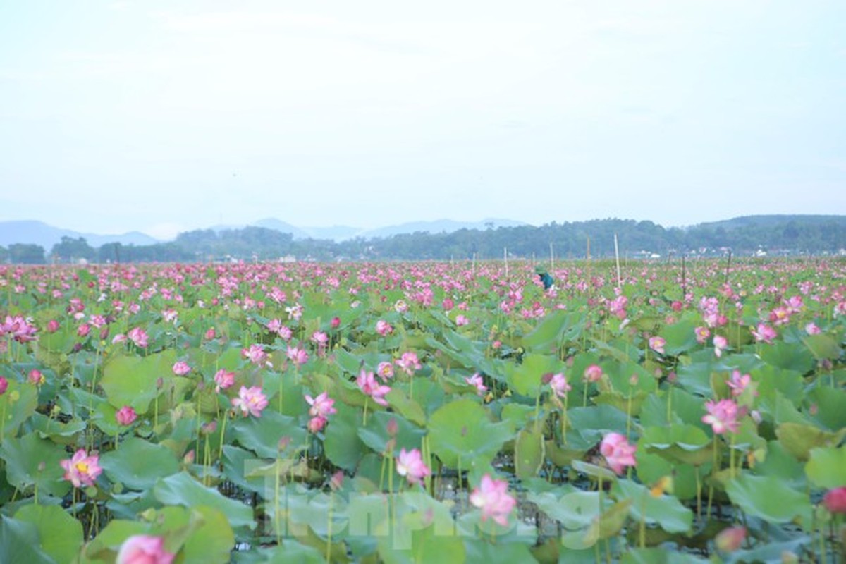 Dep ngo ngang canh dan thu hoach sen giua canh dong lon nhat Ha Tinh