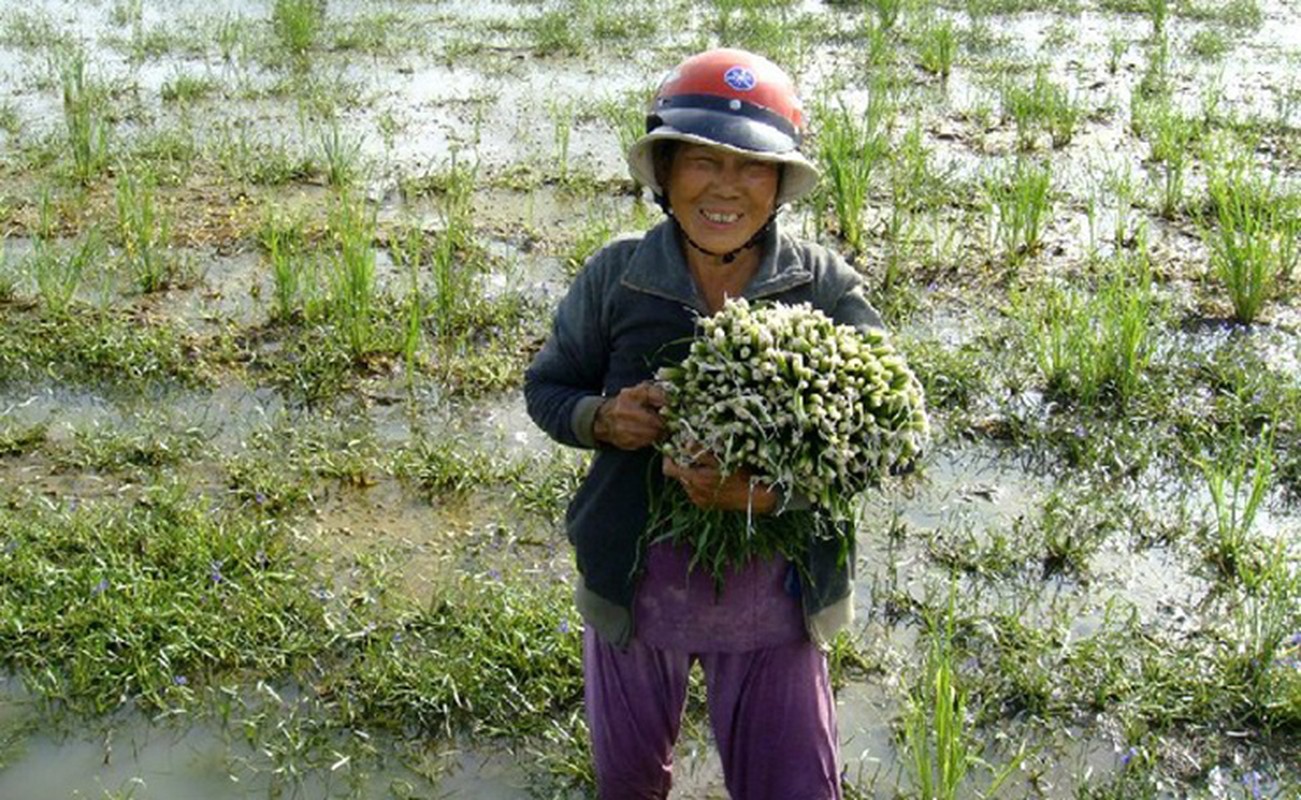 Co dai khong trong cung moc sum sue, dan nho ban kiem 600.000 dong/ngay-Hinh-3