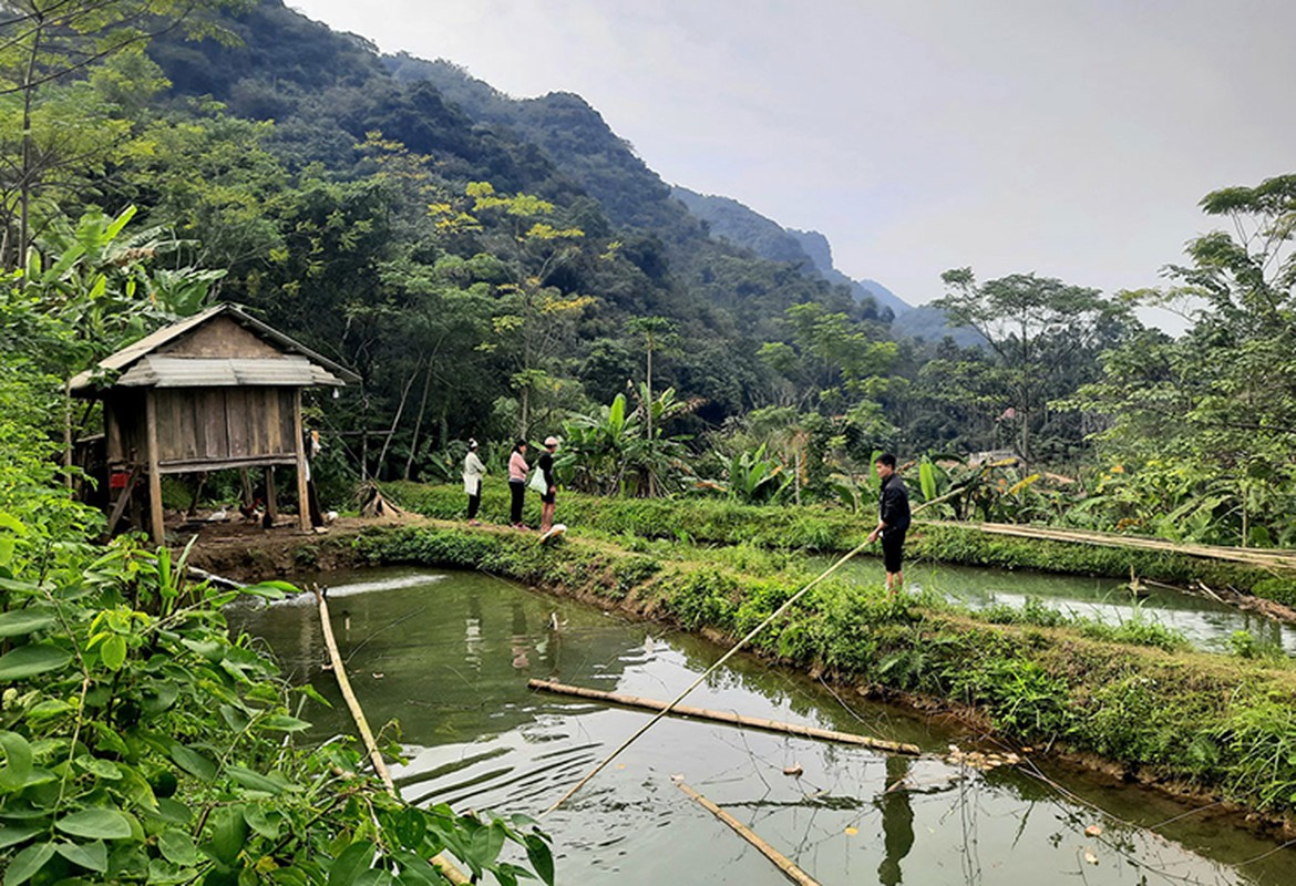 Loai ca tien vua tuong tuyet chung o Viet Nam, dan nuoi “bo tui” tram trieu/nam-Hinh-8