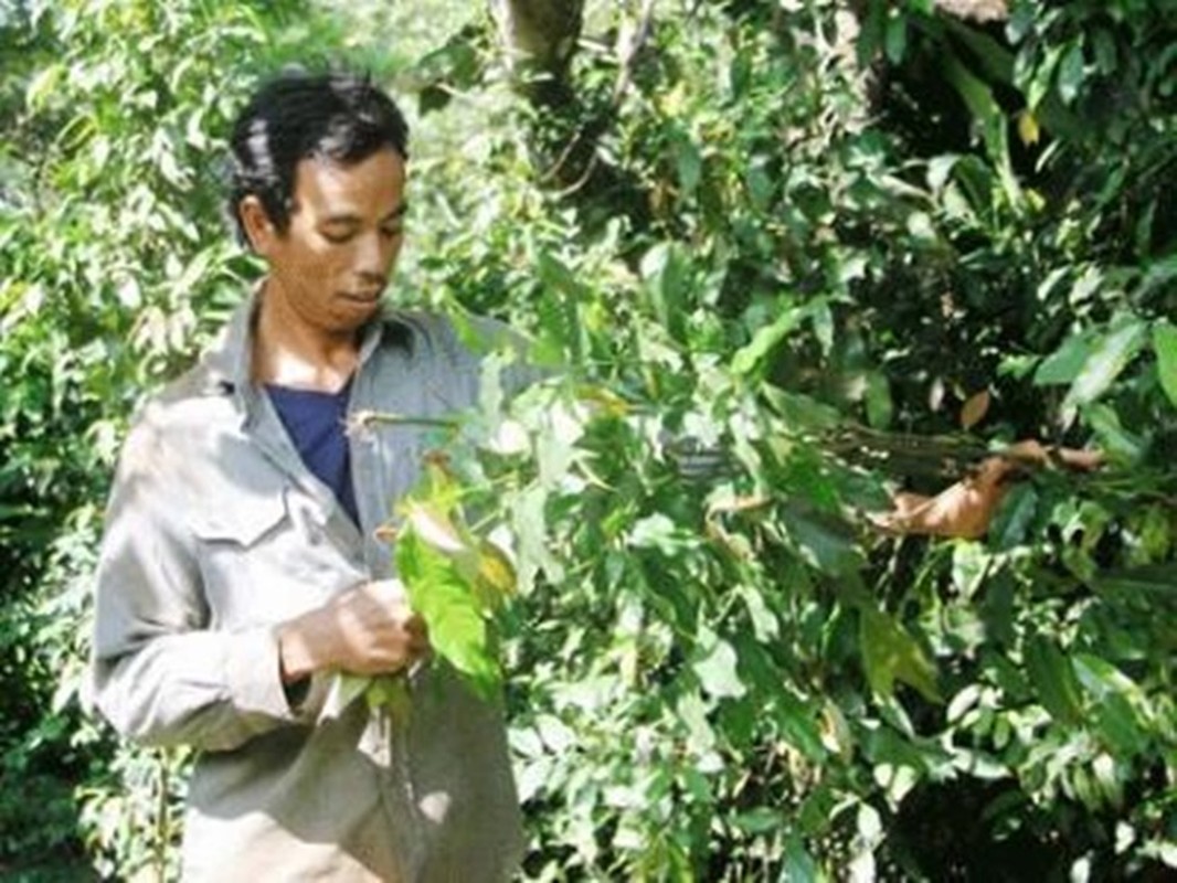 Loai rau truoc moc o bo rao, dan dem ve trong co tien trieu “vao tui“-Hinh-10