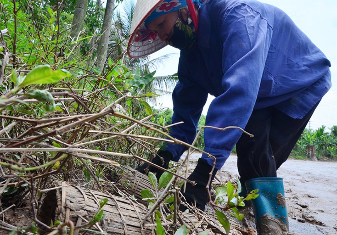 Dac san “nhat chet”, truoc nha ngheo moi an, nay dan bat ve ban 150.000/kg-Hinh-6