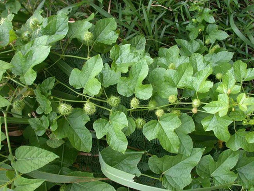 Cay dai leo hang rao, tuong khong an duoc, ngo dau la dac san-Hinh-10