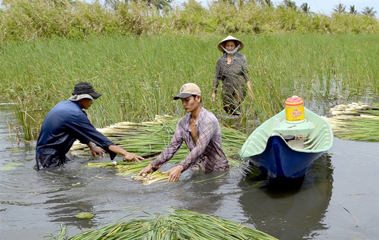 Cay dai o Viet Nam duoc vi nhu dac san troi ban, xua nho bo, nay kiem tien trieu-Hinh-11