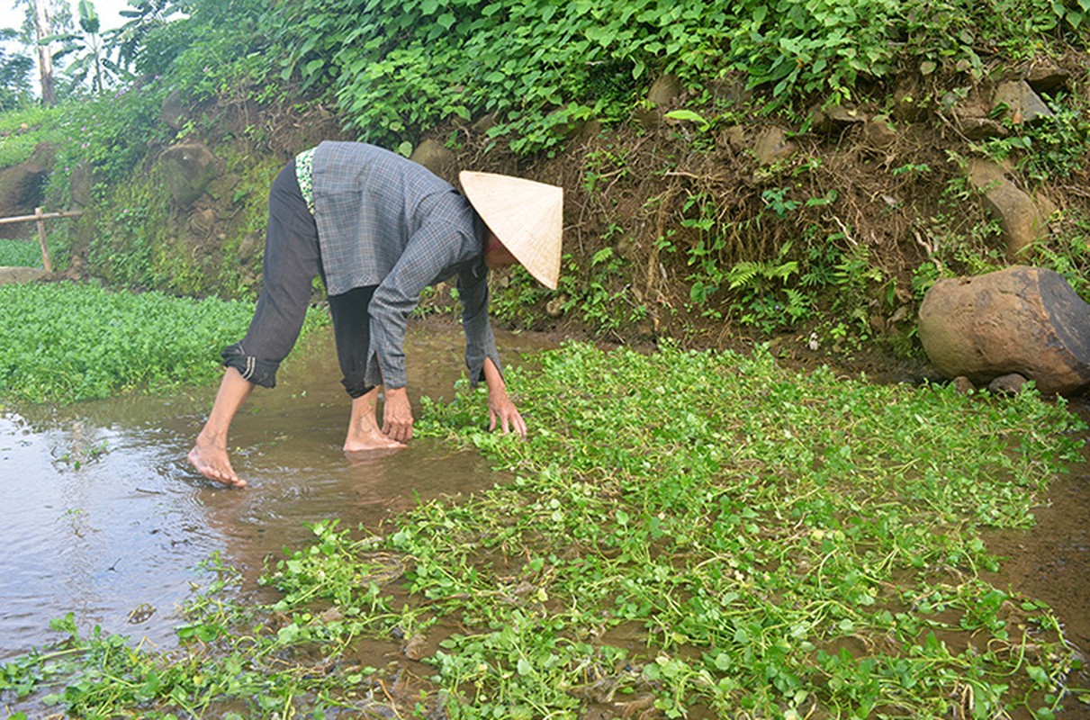 Cay dai truoc vut di, nay hoa “mo vang” dan thu hang tram trieu-Hinh-7