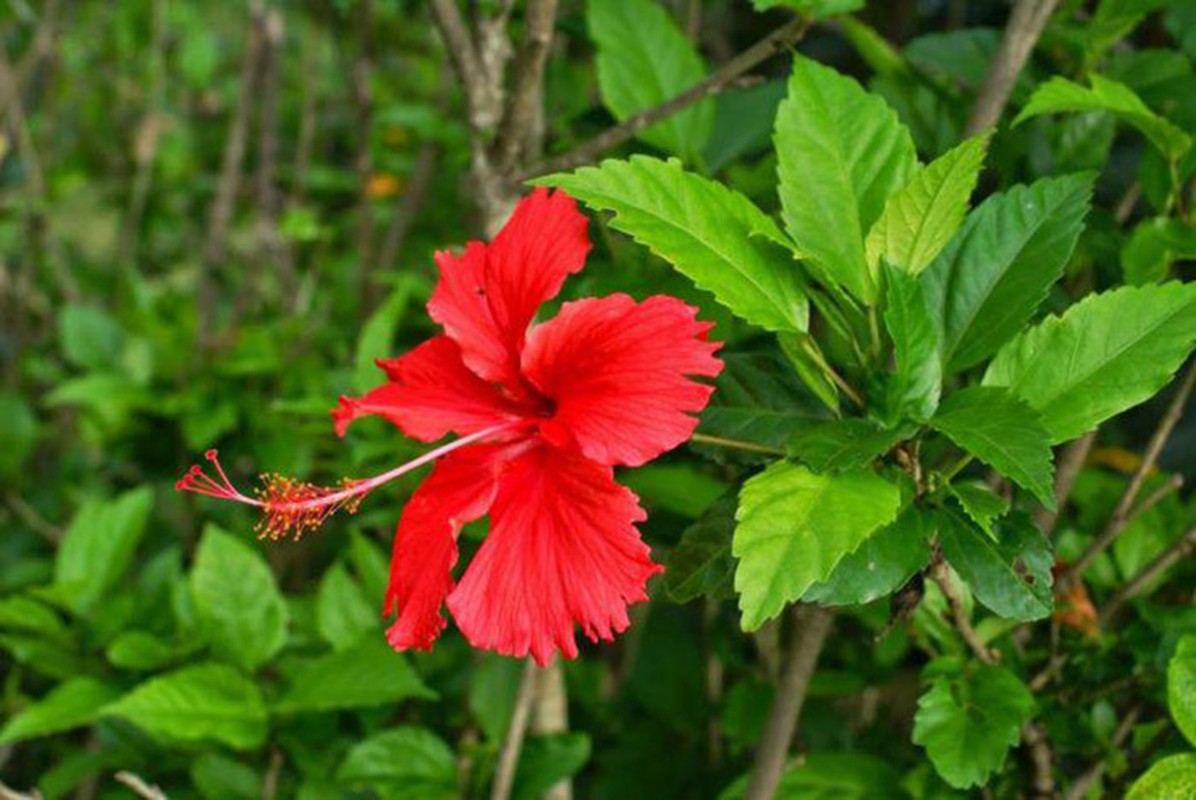 Loai cay lam hang rao, tuong khong an duoc ngo dau la dac san