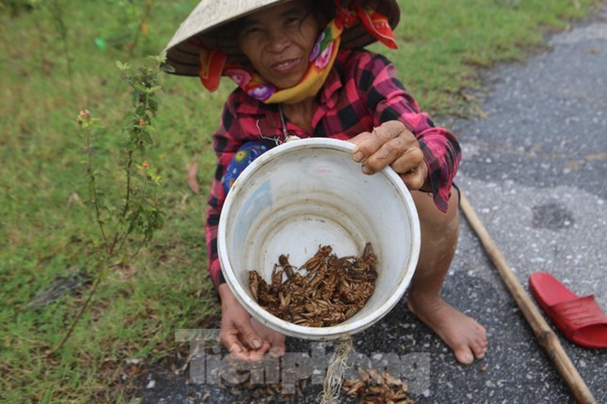 Nong dan Ha Tinh kiem tien trieu moi ngay nho san de mua lu-Hinh-3