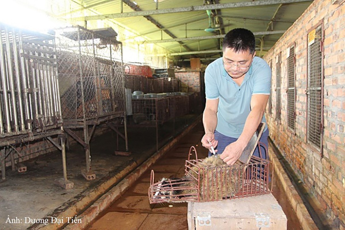 Nuoi loai thu la ua bong toi, ban lam dac san thu tien ty/nam-Hinh-10