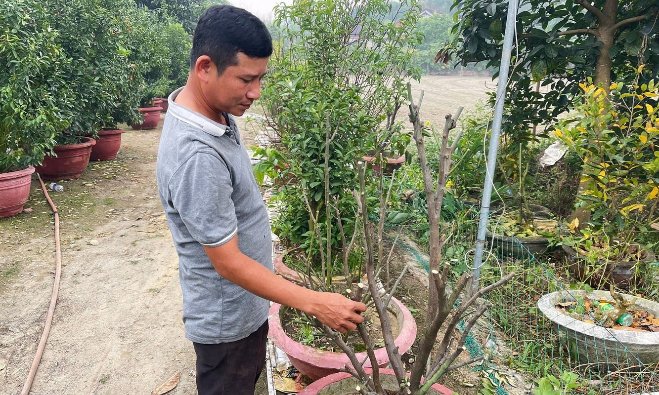 Nong dan Da Nang hoi sinh cay canh Tet ban e-Hinh-11