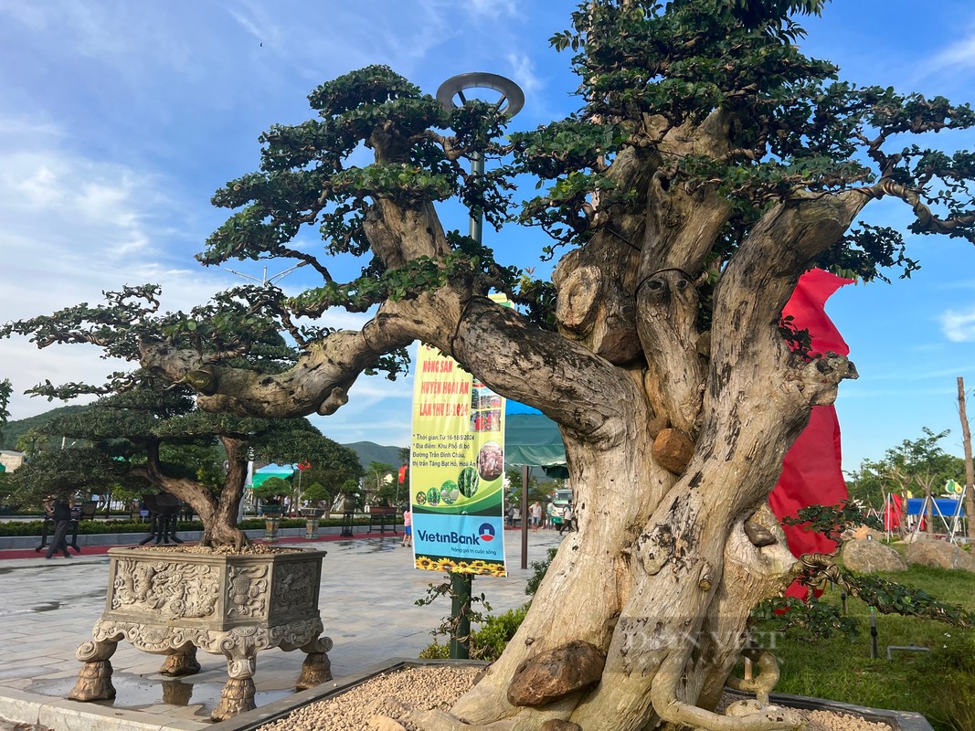 Bonsai “doc la” cua gan 100 nha vuon quy tu ve trien lam-Hinh-10