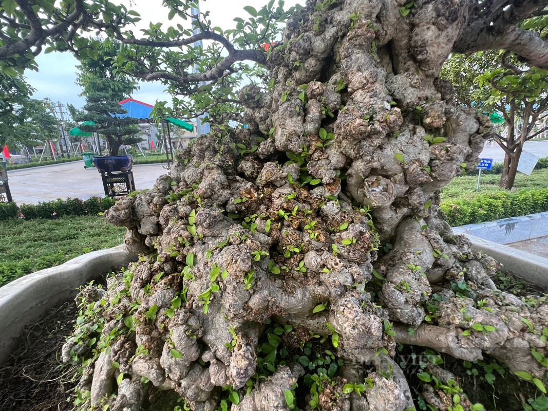 Bonsai “doc la” cua gan 100 nha vuon quy tu ve trien lam-Hinh-13