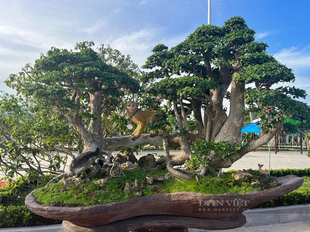 Bonsai “doc la” cua gan 100 nha vuon quy tu ve trien lam-Hinh-2