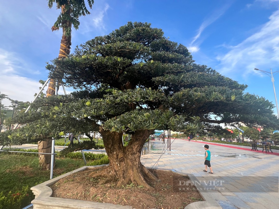 Bonsai “doc la” cua gan 100 nha vuon quy tu ve trien lam-Hinh-3