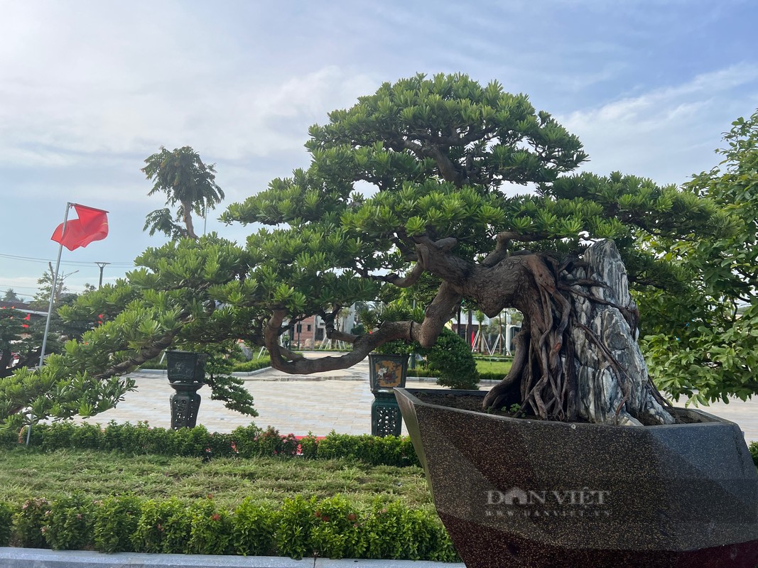 Bonsai “doc la” cua gan 100 nha vuon quy tu ve trien lam-Hinh-7