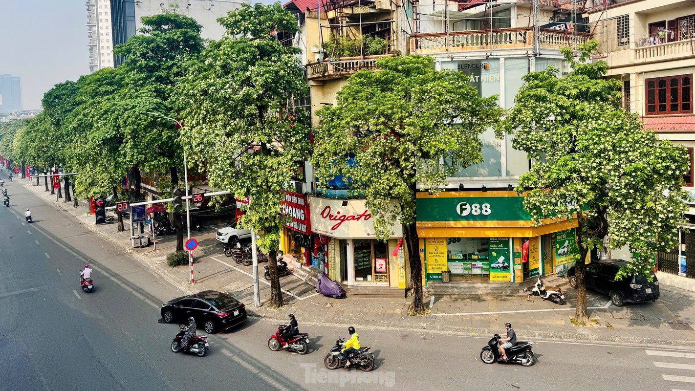 Hoa sua nong nan trong huong Thu Ha Noi-Hinh-10