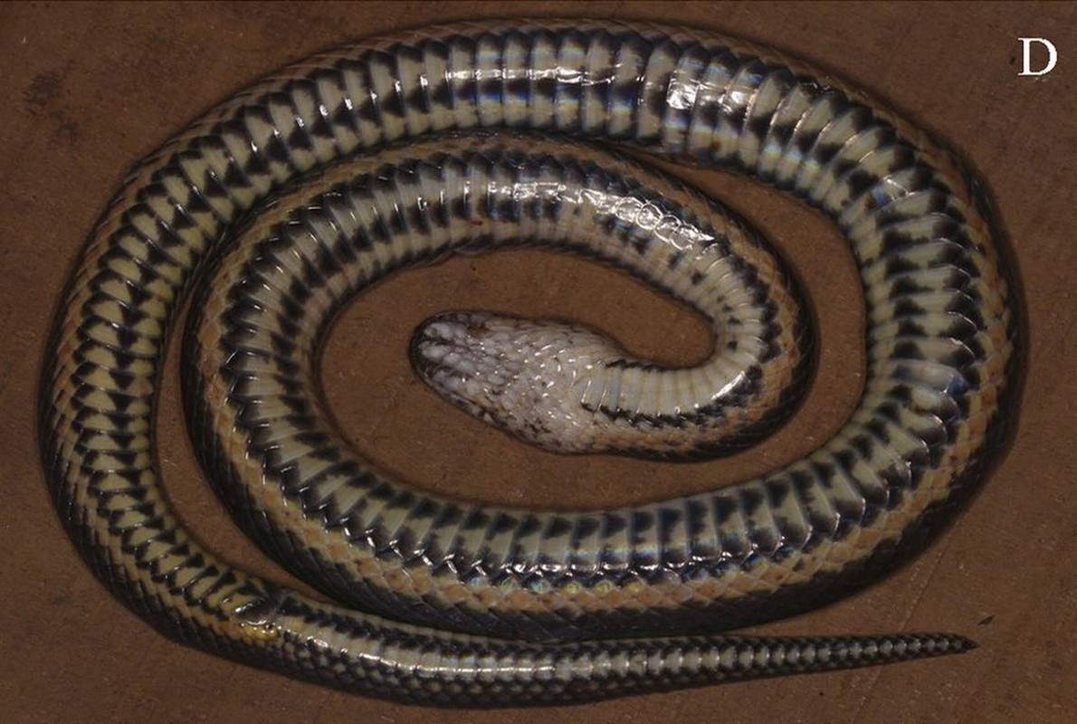 View - 	Loài rắn mới vừa phát hiện tại Việt Nam có vảy bất thường 