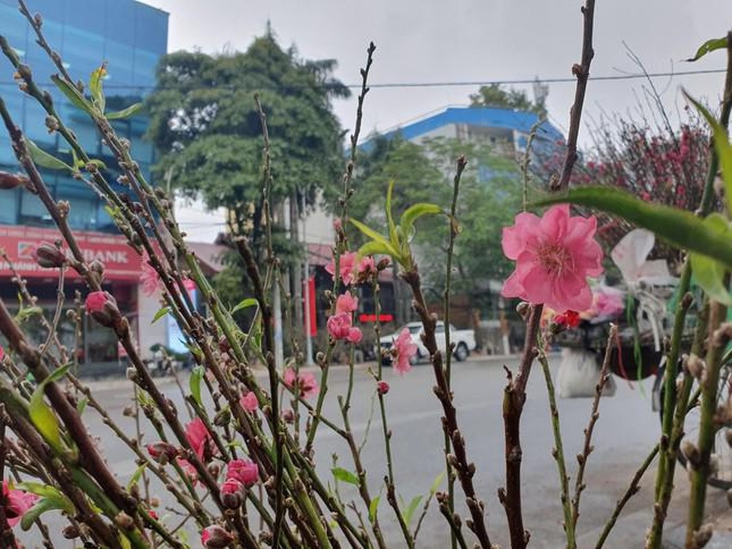 Dao man rung xuong pho Ha Noi voi gia ban tien trieu-Hinh-10