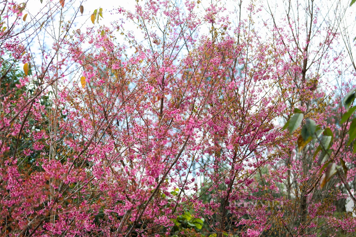 Hoa “To Day” khoe sac xua gia lanh ngay dong tren Mu Cang Chai-Hinh-4