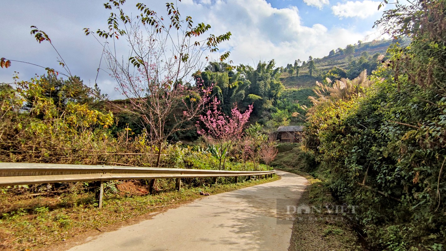 Hoa “To Day” khoe sac xua gia lanh ngay dong tren Mu Cang Chai-Hinh-6