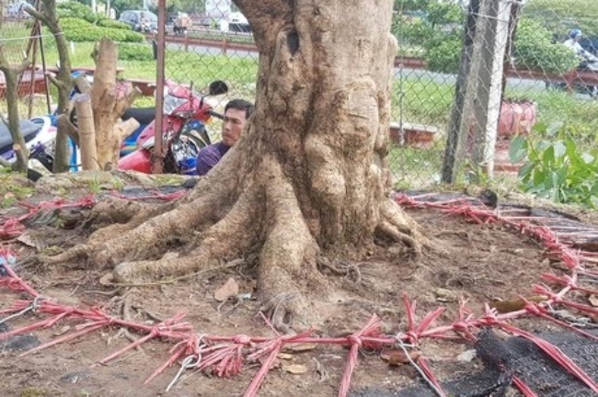 Da mat ngam nhung cay dao, mai “khung” nhat Viet Nam-Hinh-12