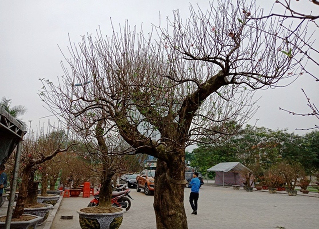 Da mat ngam nhung cay dao, mai “khung” nhat Viet Nam-Hinh-8