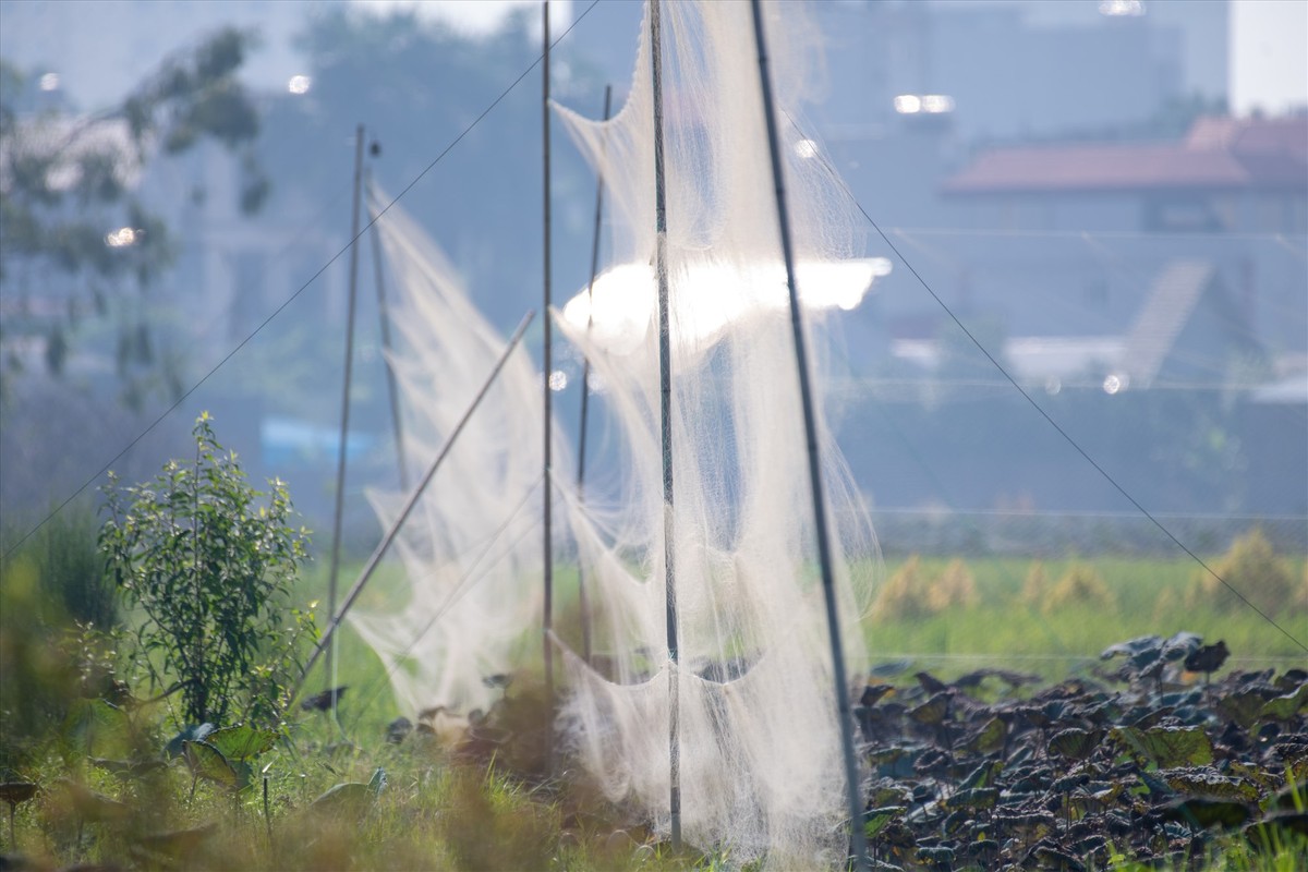 Can canh “thien la dia vong” bat chim hoang da ngay giua Thu do-Hinh-12