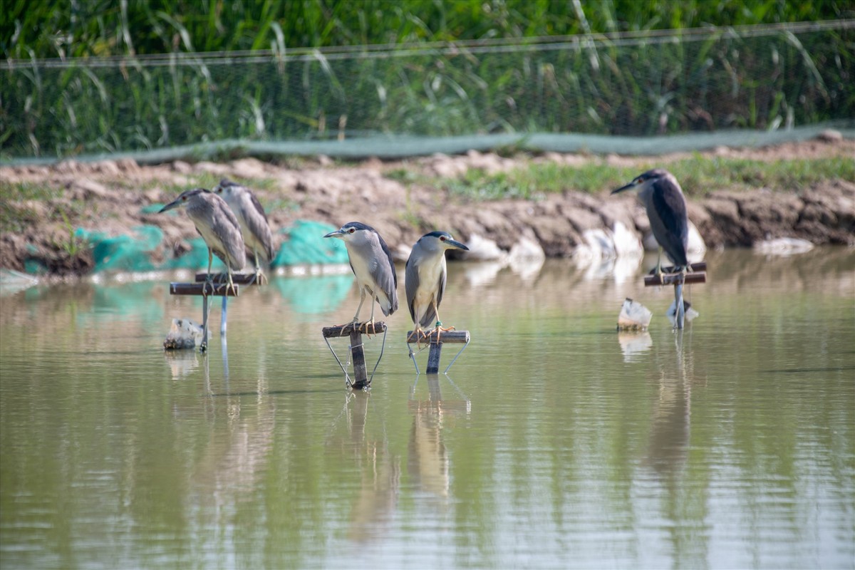 Can canh “thien la dia vong” bat chim hoang da ngay giua Thu do-Hinh-8