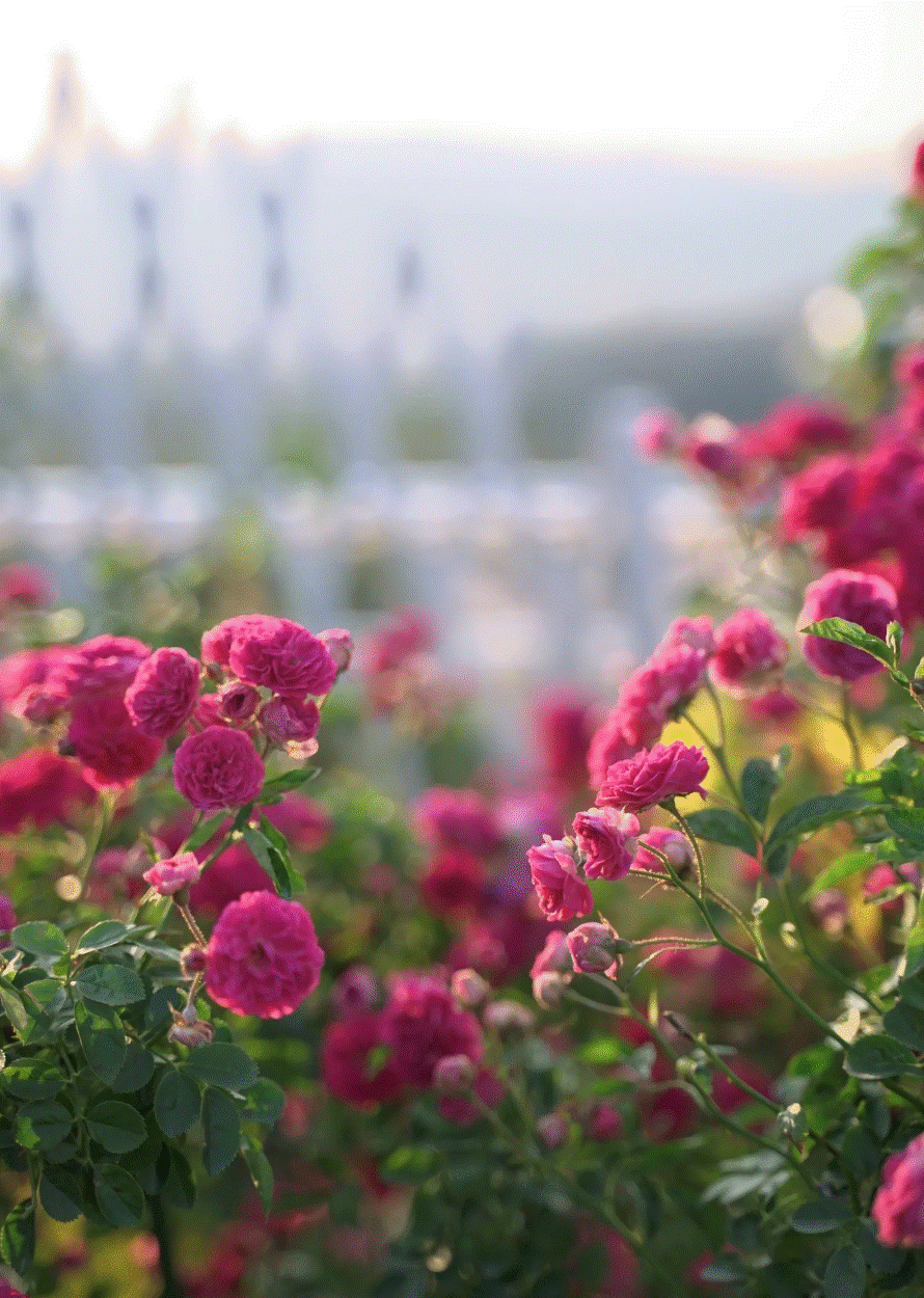Trong hoa va co tren san thuong, co gai bien khu vuon thanh chon than tien-Hinh-11