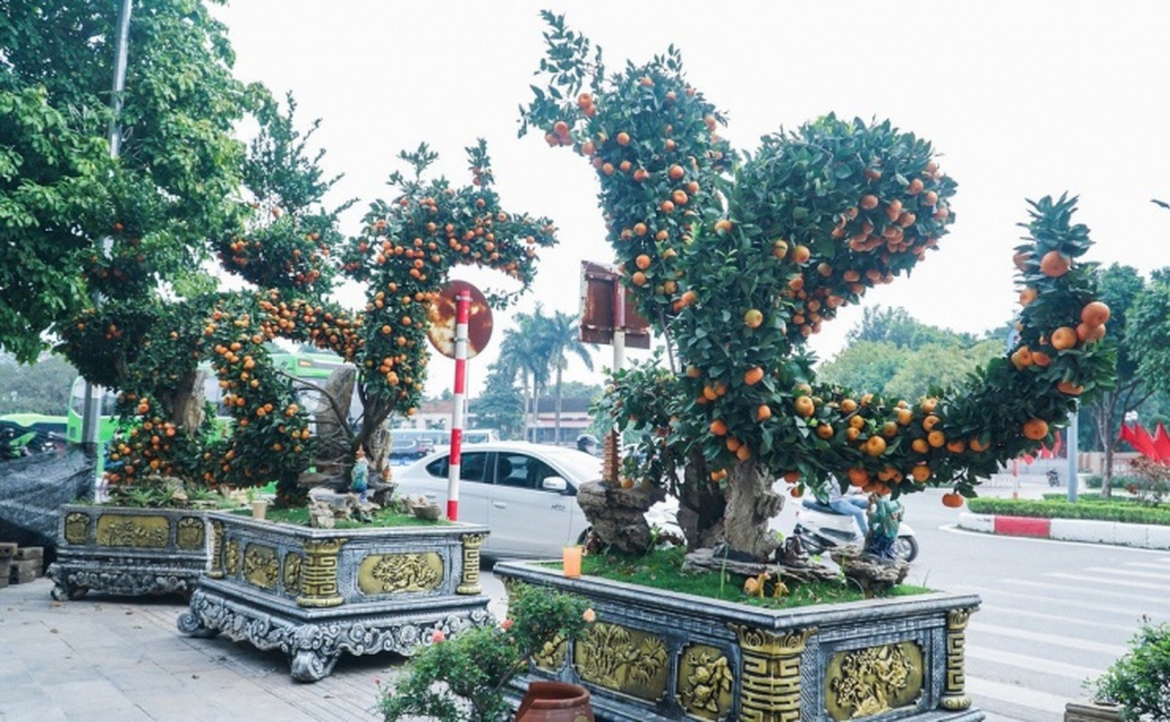 View - 	Cận cảnh cặp quất song Long giá hơn 250 triệu đồng ở Hà Nội