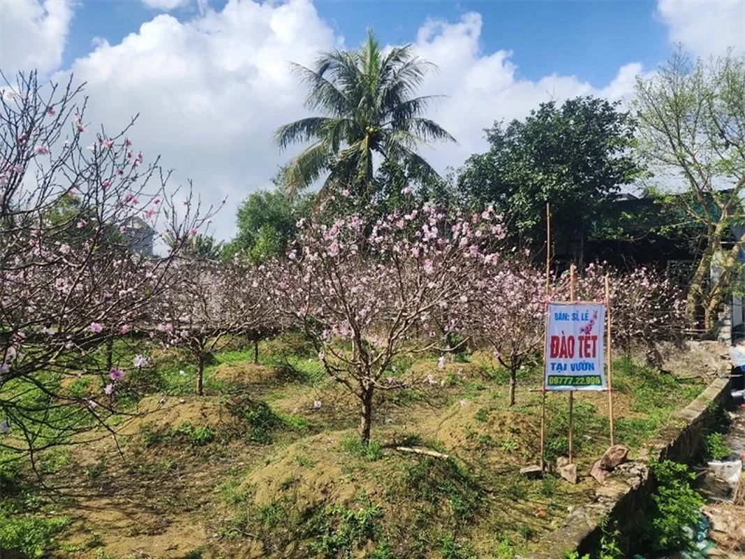 View - 	Đào phai cánh kép Quảng Chính được đại gia săn lùng chơi tết