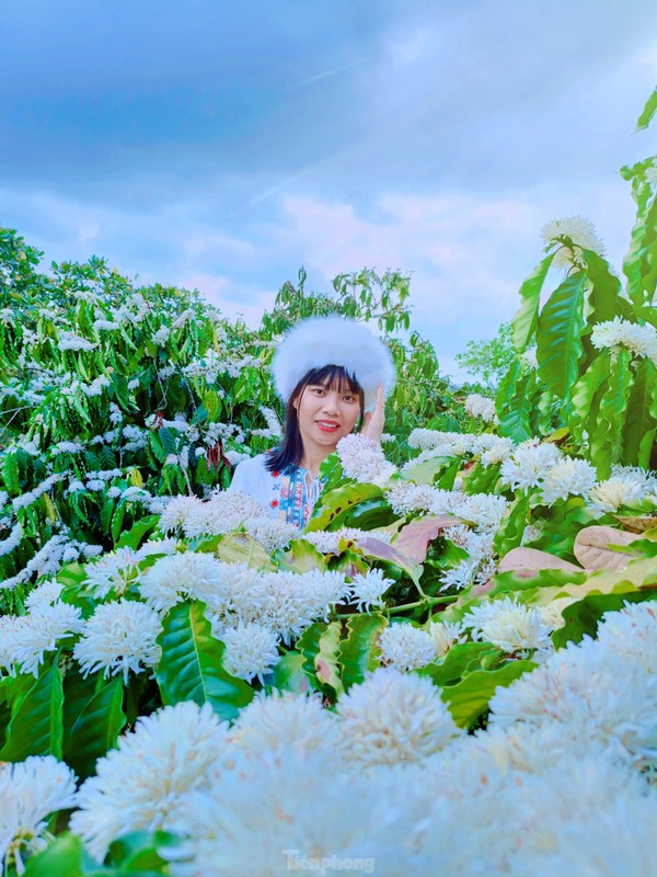 Me hoac mua hoa ca phe no trang dai ngan Tay Nguyen-Hinh-6