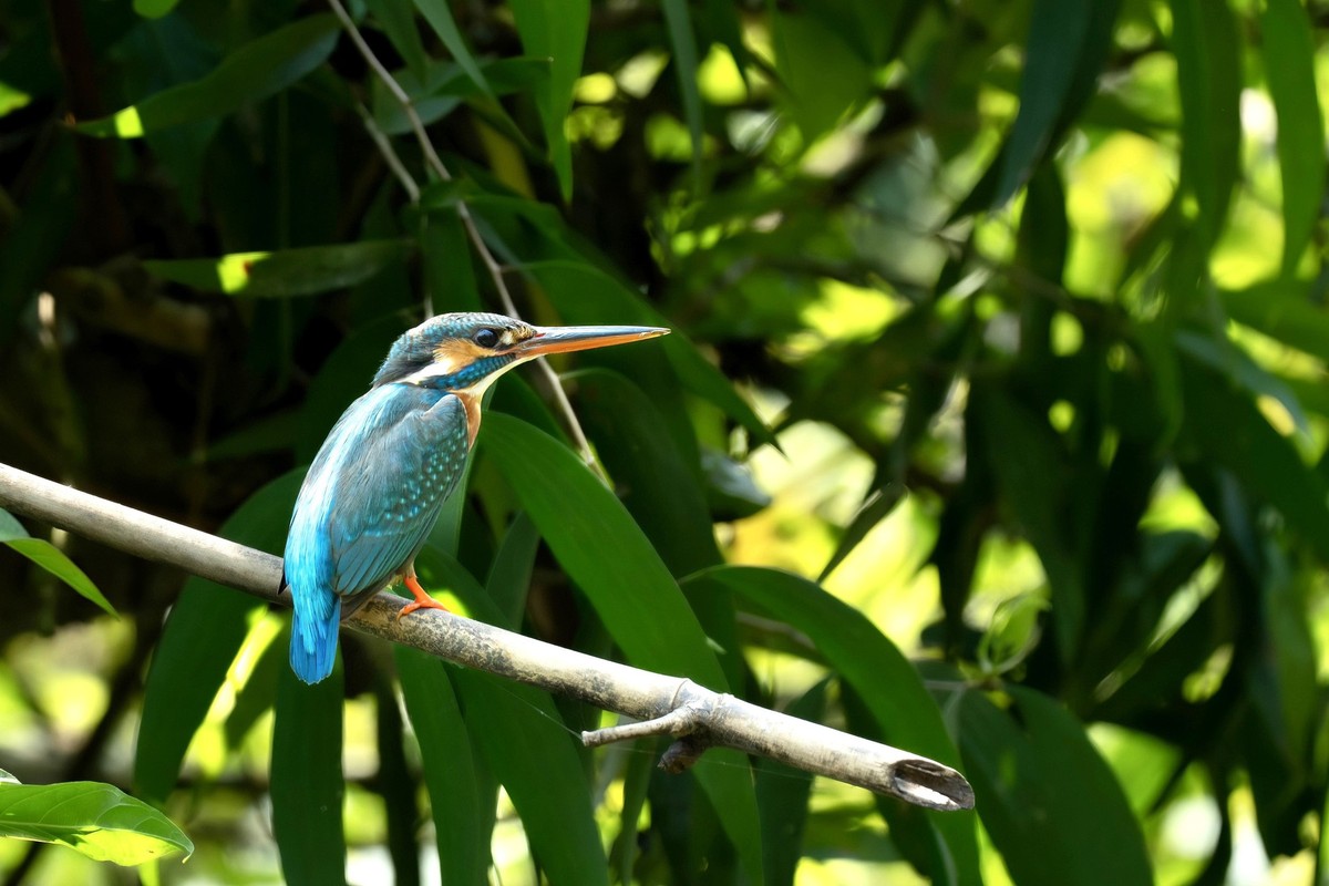 View - 	Tận mục vẻ đẹp hoang dã của các loài chim ở Thung Nham