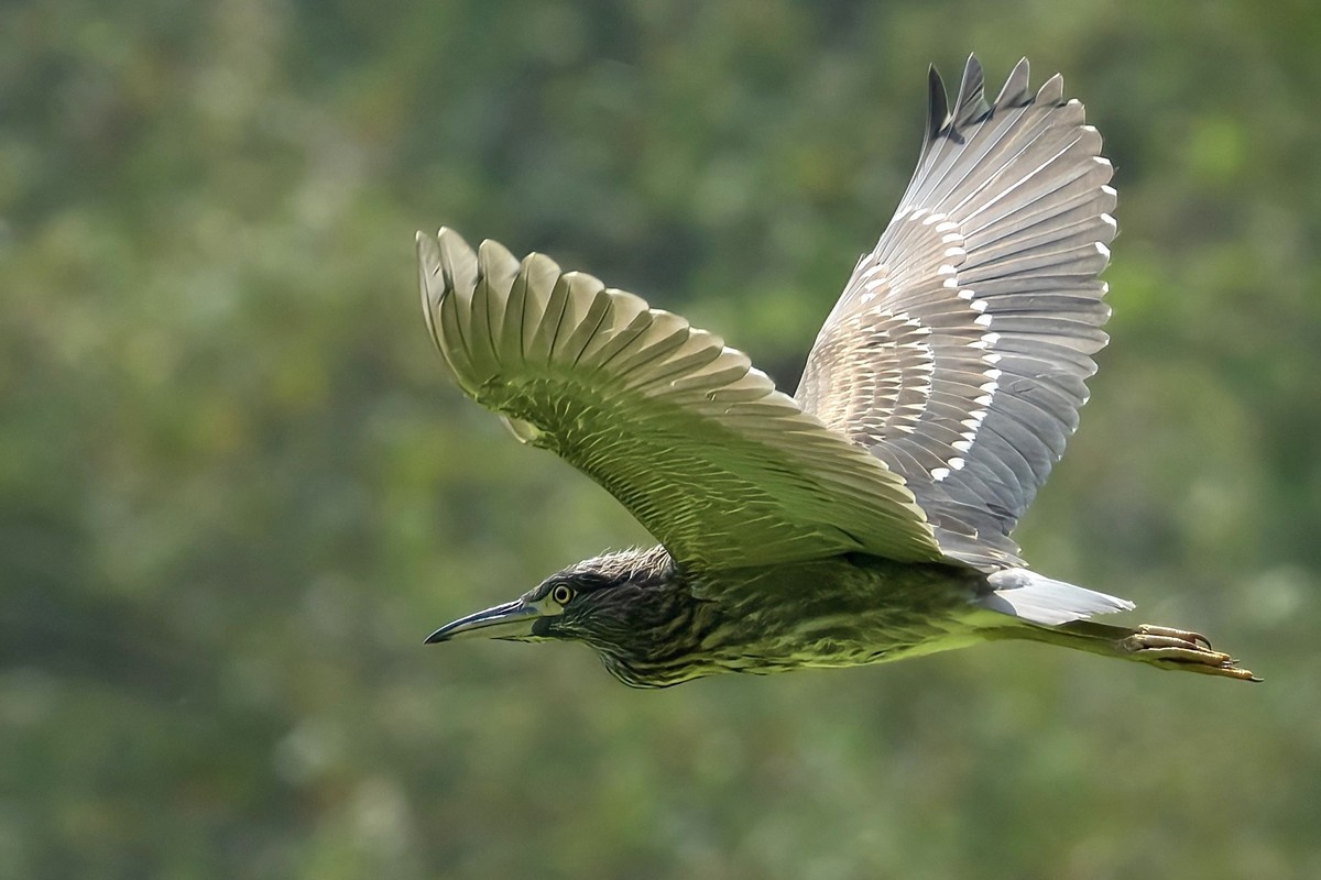 View - 	Tận mục vẻ đẹp hoang dã của các loài chim ở Thung Nham