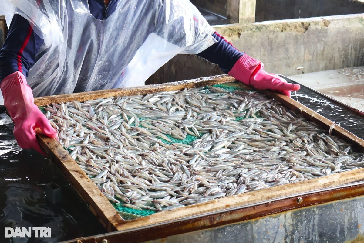 View - 	Ngư dân Quảng Nam trúng mùa cá lò hấp cá chạy hết công suất