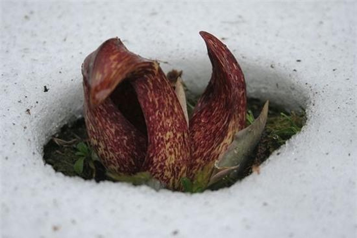 View - 	Độc đáo loài hoa có khả năng tự sinh nhiệt để phá băng