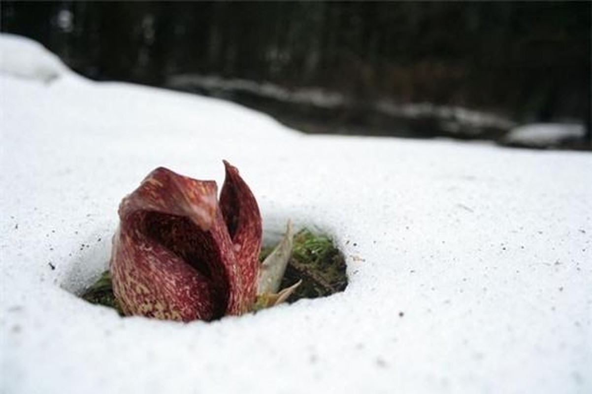 View - 	Độc đáo loài hoa có khả năng tự sinh nhiệt để phá băng