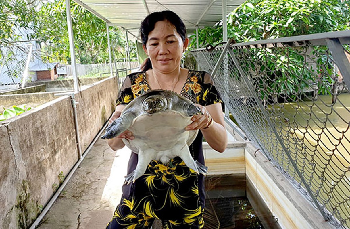 Nuoi loai cua la trong ao nha moi nam lai hang tram trieu-Hinh-10