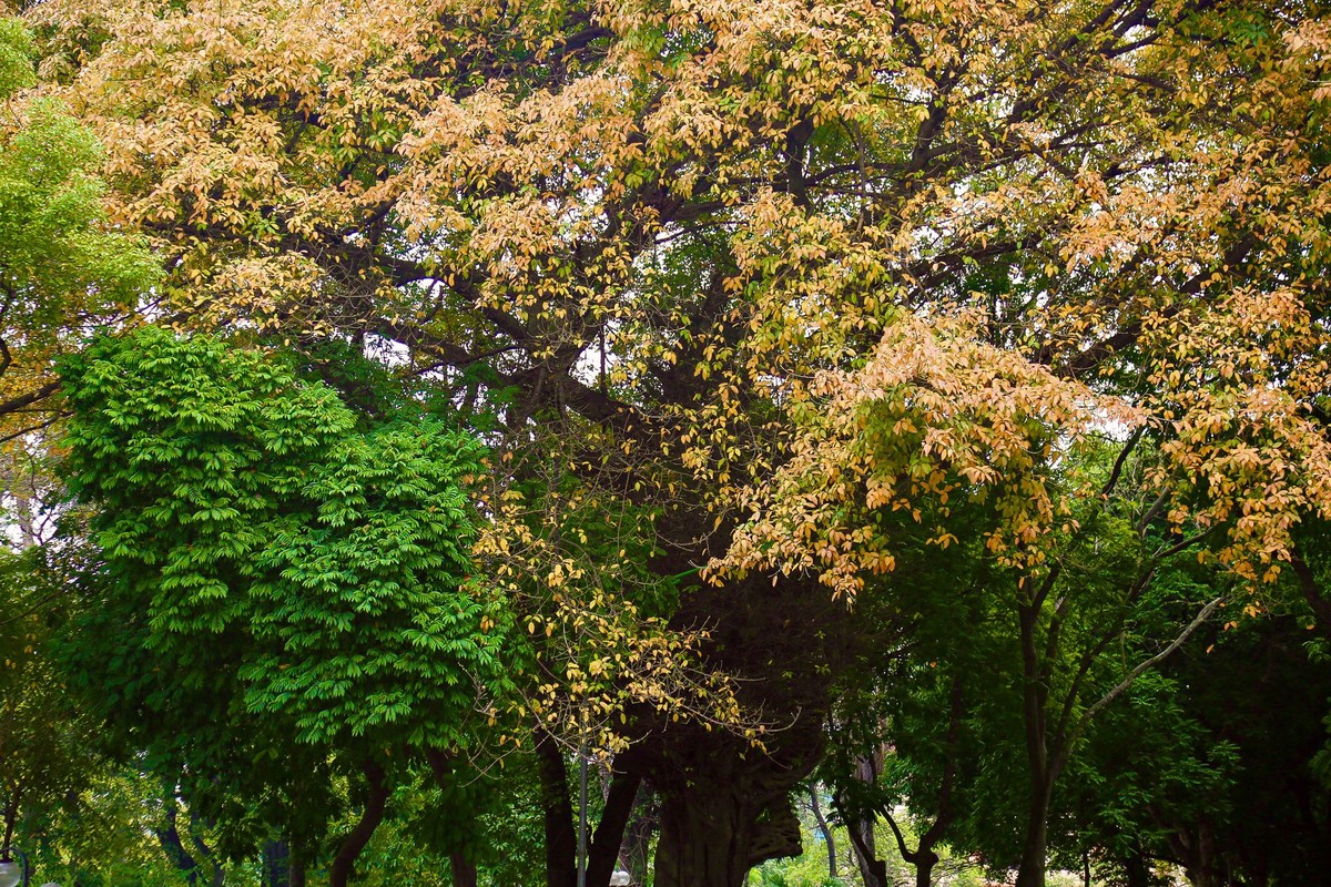 Ha Noi khoac ao moi khi vao mua thay la-Hinh-2