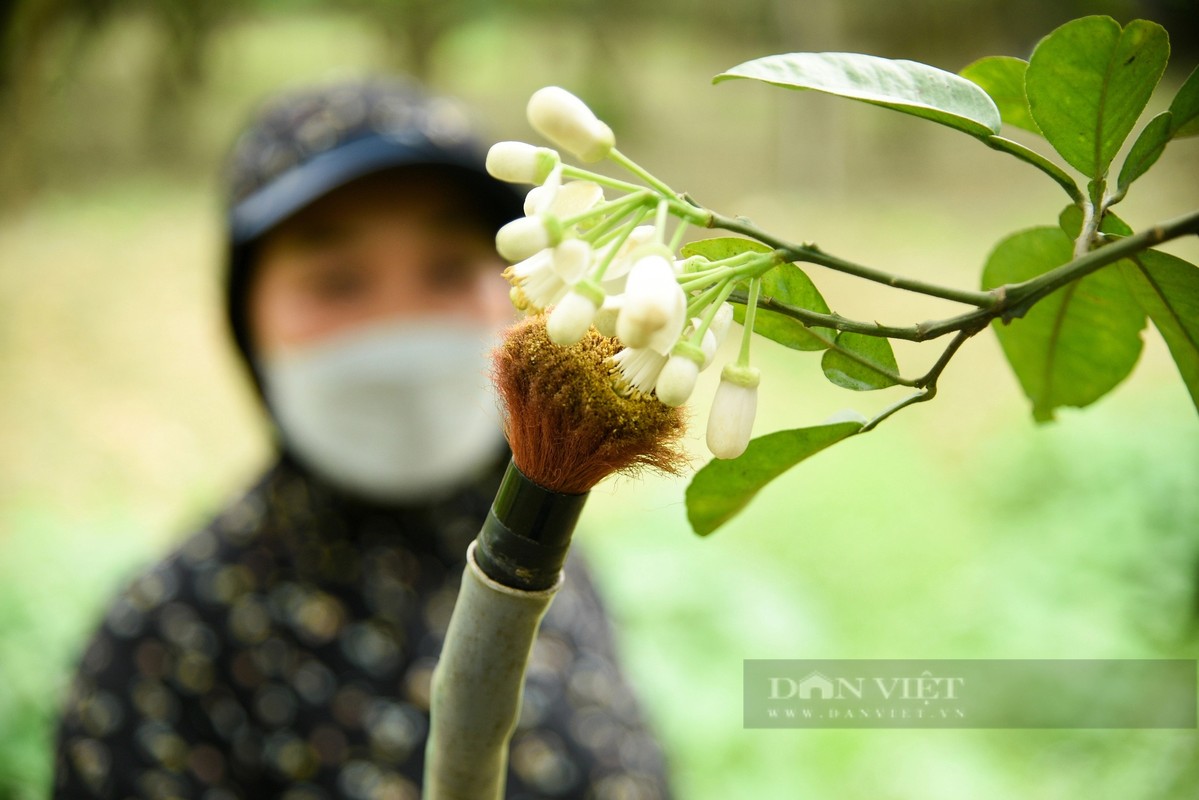View - 	Tận mục cách nông dân thụ phấn cho giống bưởi nức tiếng Hà Thành