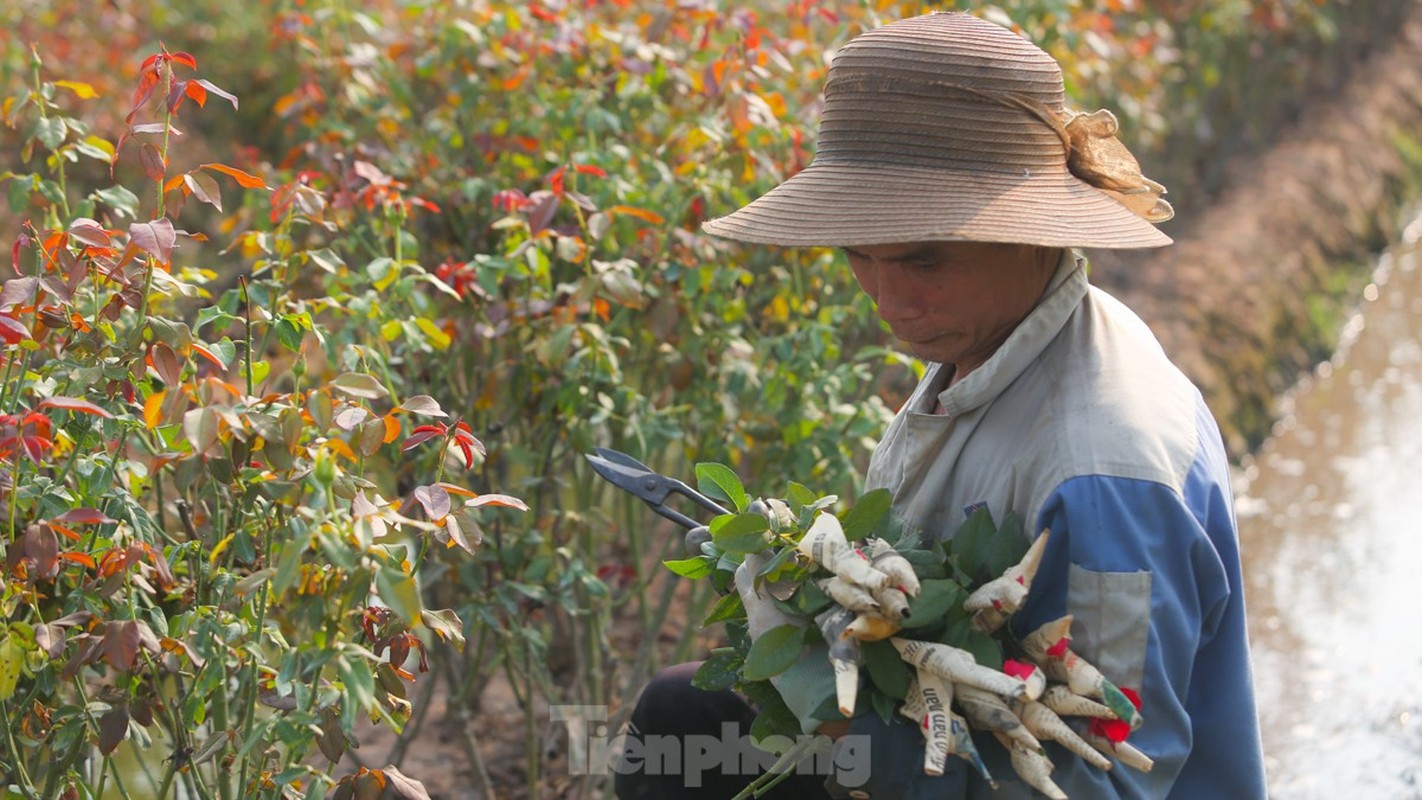 Thu phu hoa lon nhat Ha Noi mat mua “lo hen” dip 20/10-Hinh-8