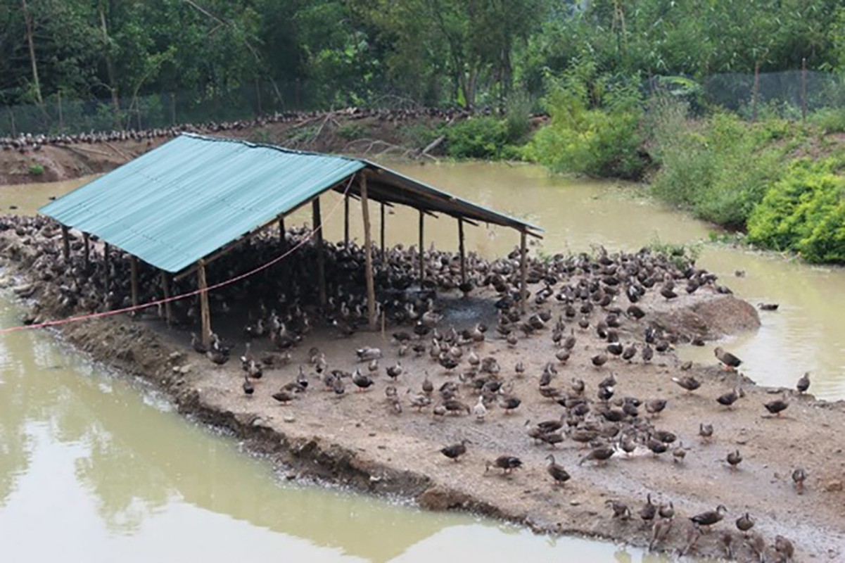 Loai sang bay di toi bay ve, o VN co nguoi nuoi lai tram trieu-Hinh-10