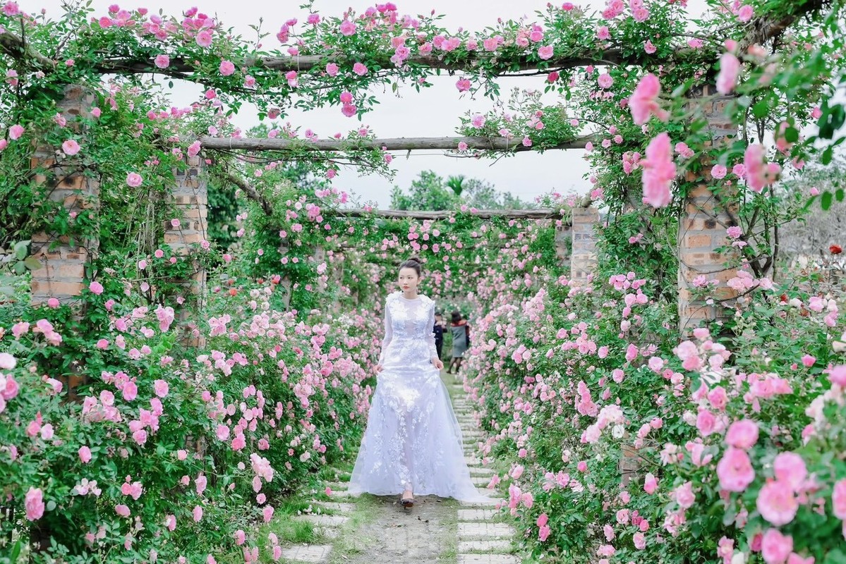 View - 	Choáng ngợp vẻ đẹp của vườn hồng 6.000m2 ở ngoại thành Hà Nội