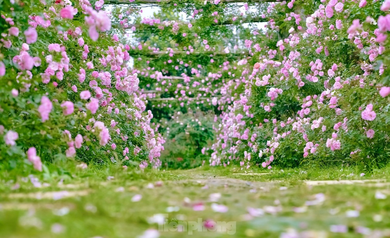 View - 	Choáng ngợp vẻ đẹp của vườn hồng 6.000m2 ở ngoại thành Hà Nội