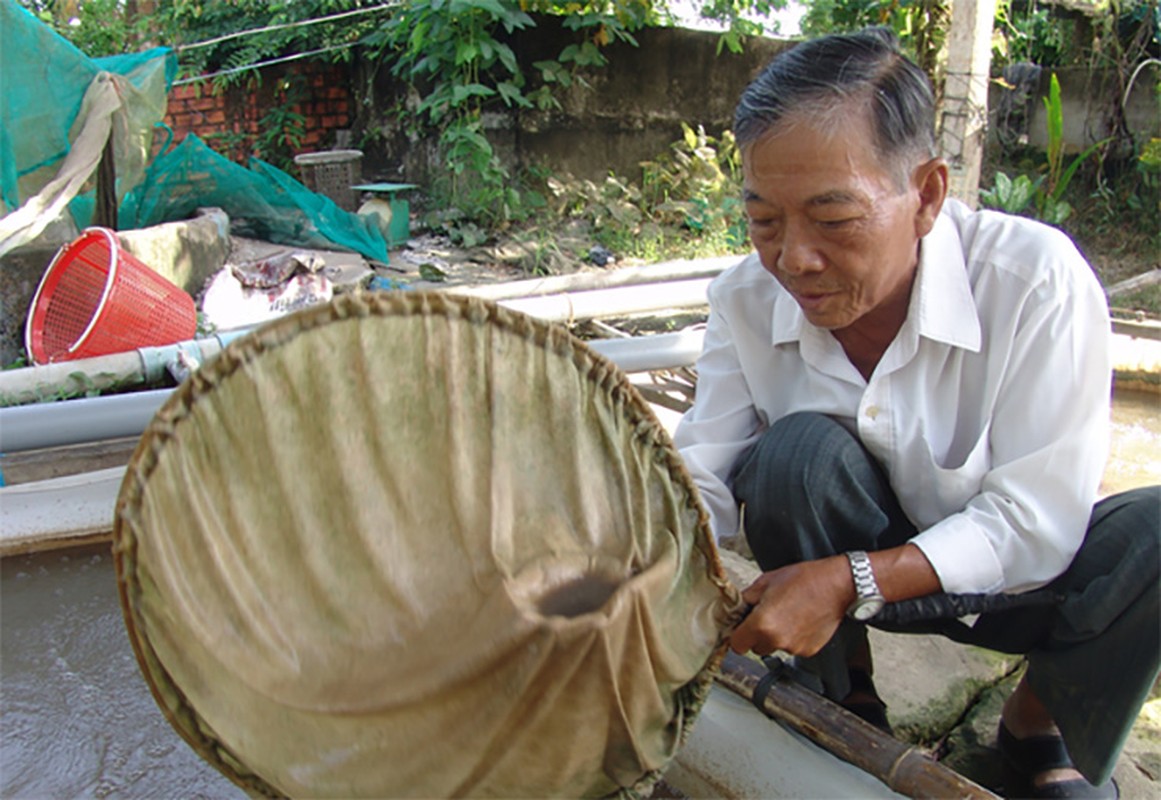 Loai tuong bi tuyet chung o Viet Nam, co nguoi mang ve uom giong giau to-Hinh-5